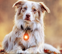 Orbiloc Dog Dual LED tuluke